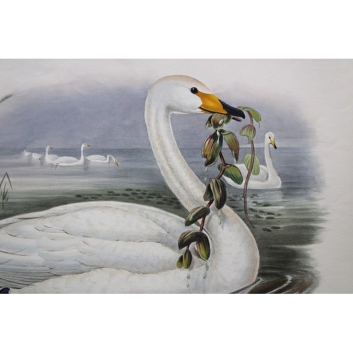 9006 - John Gould - Original lithograph of Whooper Swan 1862-73. 

This original lithograph of the Wild Swa... 