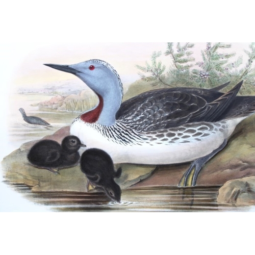 9007 - John Gould - Original lithograph of Red-throated Diver 1862-73. 

This original lithograph of the Re... 