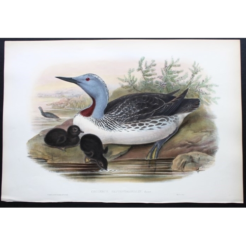 9007 - John Gould - Original lithograph of Red-throated Diver 1862-73. 

This original lithograph of the Re... 