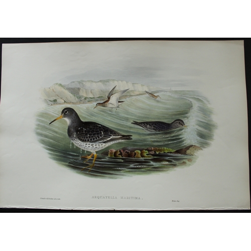 9009 - John Gould - Original lithograph of Purple Sandpiper 1862-73. 

This original lithograph of the Purp... 