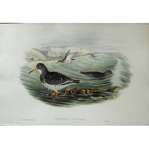 9009 - John Gould - Original lithograph of Purple Sandpiper 1862-73. 

This original lithograph of the Purp... 