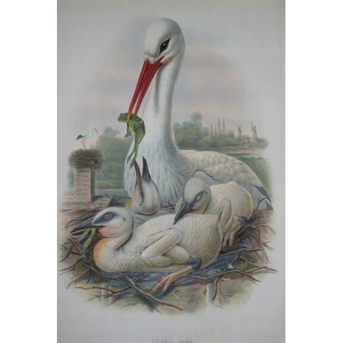 9010 - John Gould - Original lithograph of Stork 1862-73. 

This original lithograph of the Stork (Ciconia ... 