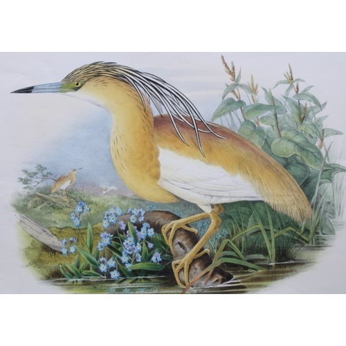 9011 - John Gould - Original lithograph of Squacco Heron  1862-73. 

This original lithograph of the Squacc... 