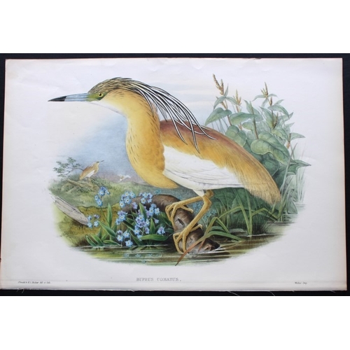 9011 - John Gould - Original lithograph of Squacco Heron  1862-73. 

This original lithograph of the Squacc... 