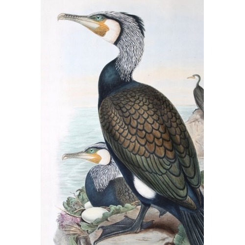 9012 - John Gould - Original lithograph of Cormorant  1862-73. 

This original lithograph of the Cormorant ... 