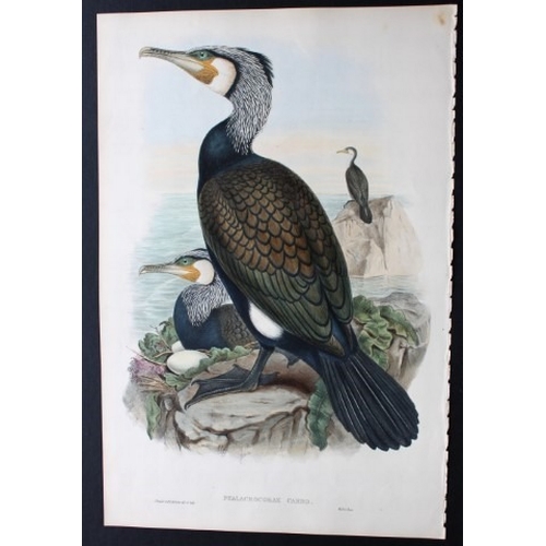 9012 - John Gould - Original lithograph of Cormorant  1862-73. 

This original lithograph of the Cormorant ... 