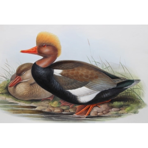 9013 - John Gould - Original lithograph of Red-crested Duck 1862-73. 

This original lithograph of the Red-... 