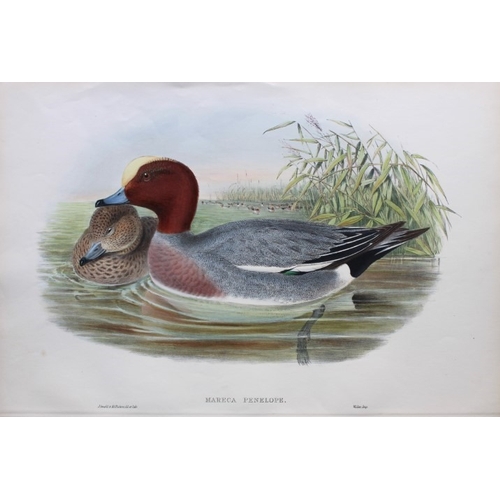 9018 - John Gould - Original lithograph of Widgeon 1862-73. 

This original lithograph of the Widgeon (Mare... 