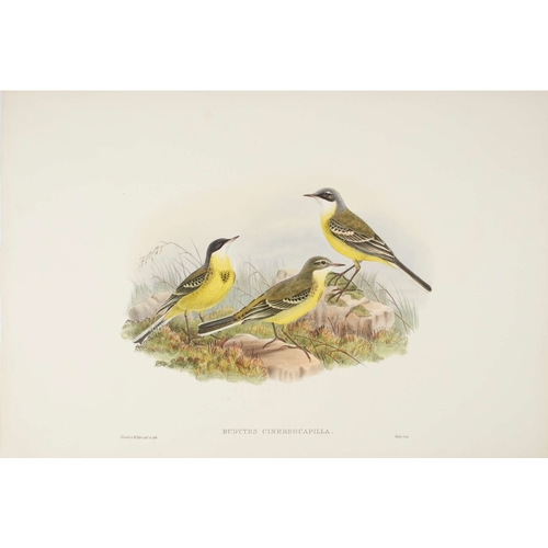 9020 - John Gould - Original lithograph of Grey-capped Wagtail 1862-73. 

This original lithograph of the G... 