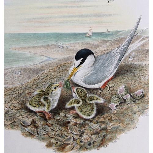 9025 - John Gould - Original lithograph of Little Tern 1862-73. 

This original lithograph of the Little Te... 