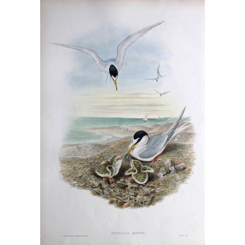 9025 - John Gould - Original lithograph of Little Tern 1862-73. 

This original lithograph of the Little Te... 