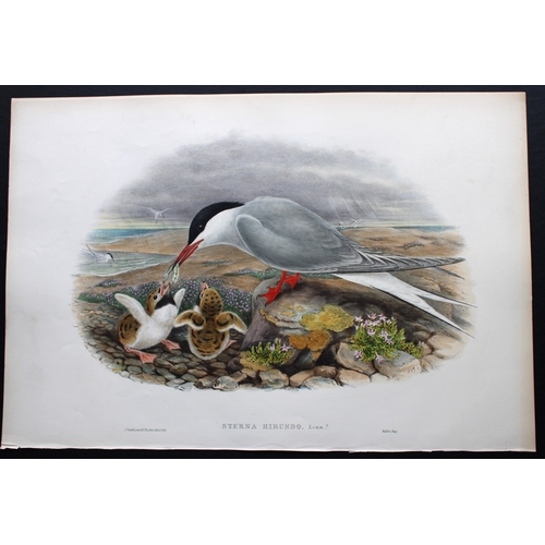 9026 - John Gould - Original lithograph of Common Tern 1862-73. 

This original lithograph of the Common Te... 