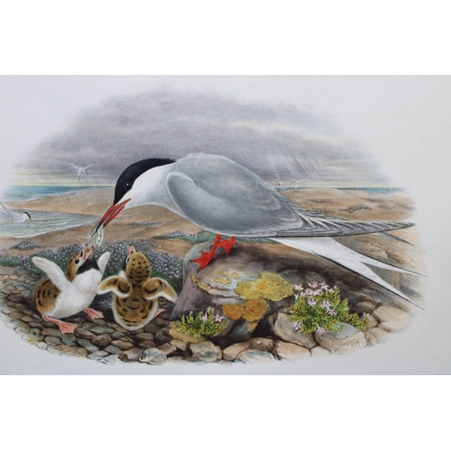 9026 - John Gould - Original lithograph of Common Tern 1862-73. 

This original lithograph of the Common Te... 