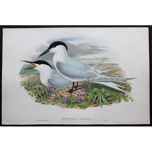 9027 - John Gould - Original lithograph of Sandwich Tern 1862-73. 

This original lithograph of the Sandwic... 