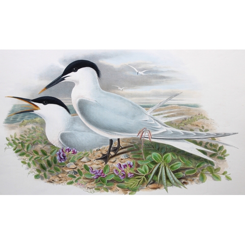 9027 - John Gould - Original lithograph of Sandwich Tern 1862-73. 

This original lithograph of the Sandwic... 