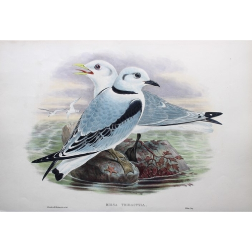 9028 - John Gould - Original lithograph of Kittiwake 1862-73. 

This original lithograph of the Kittiwake (... 