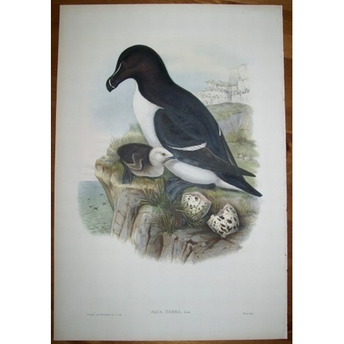 9029 - John Gould - Original lithograph of Razorbill 1862-73. 

This original lithograph of the Razorbill (... 