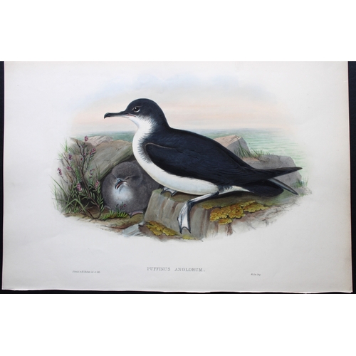 9030 - John Gould - Original lithograph of Manx Shearwater 1862-73. 

This original lithograph of the Manx ... 