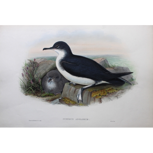 9030 - John Gould - Original lithograph of Manx Shearwater 1862-73. 

This original lithograph of the Manx ... 