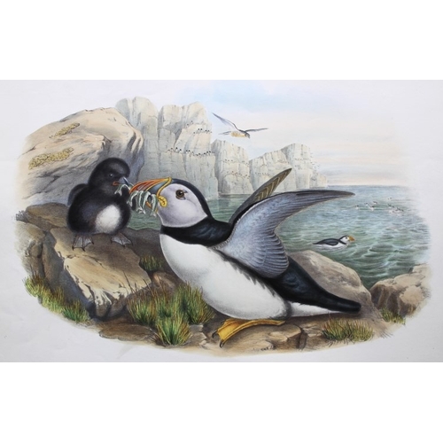 9031 - John Gould - Original lithograph of Puffin or Sea Parrot 1862-73. 

This original lithograph of the ... 