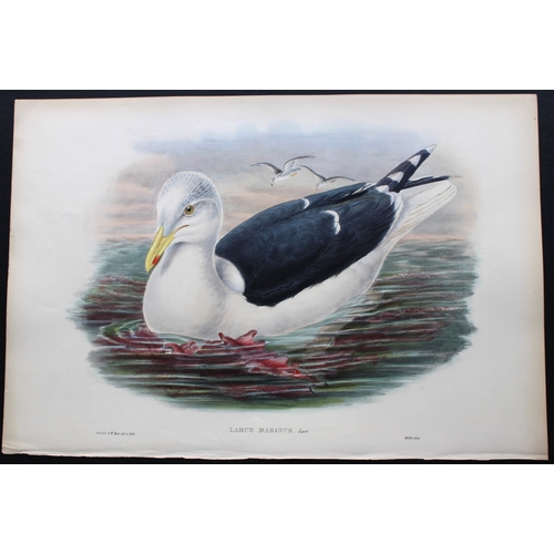 9032 - John Gould - Original lithograph of Great Black-Backed Gull 1862-73. 

This original lithograph of t... 