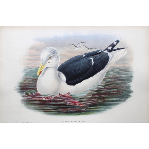 9032 - John Gould - Original lithograph of Great Black-Backed Gull 1862-73. 

This original lithograph of t... 