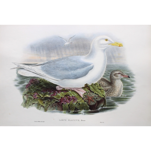 9033 - John Gould - Original lithograph of Glaucous Gull 1862-73. 

This original lithograph of the Glaucou... 