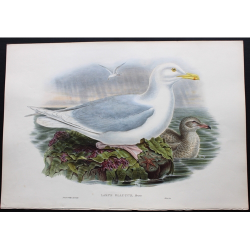 9033 - John Gould - Original lithograph of Glaucous Gull 1862-73. 

This original lithograph of the Glaucou... 