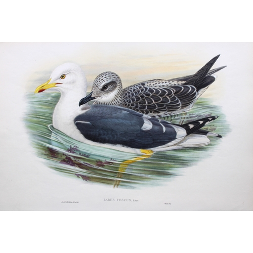 9035 - John Gould - Original lithograph of Lesser black-backed gull 1862-73. 

This original lithograph of ... 