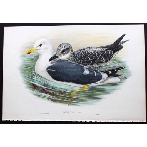 9035 - John Gould - Original lithograph of Lesser black-backed gull 1862-73. 

This original lithograph of ... 