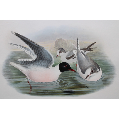 9037 - John Gould - Original lithograph of Little Gull 1862-73. 

This original lithograph of Little Gull (... 