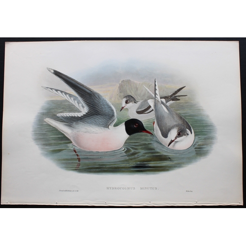 9037 - John Gould - Original lithograph of Little Gull 1862-73. 

This original lithograph of Little Gull (... 