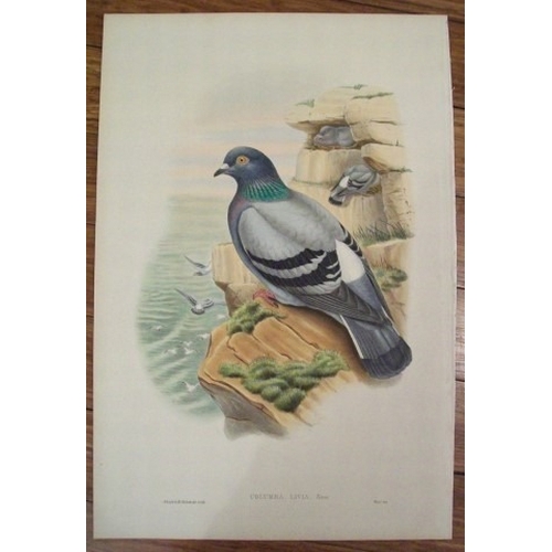 9039 - John Gould - Original lithograph of Rock Pigeon 1862-73. 

This original lithograph of the Rock Pige... 