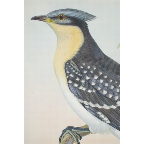 9041 - John Gould - Original lithograph of Great Spotted Cuckoo 1862-73. 

This original lithograph of the ... 