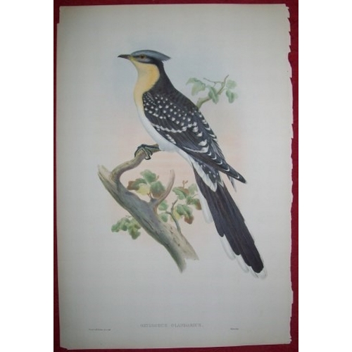 9041 - John Gould - Original lithograph of Great Spotted Cuckoo 1862-73. 

This original lithograph of the ... 