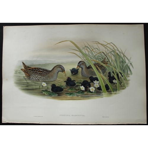 9042 - John Gould - Original lithograph of Spotted Crake 1862-73. 

This original lithograph of the Spotted... 