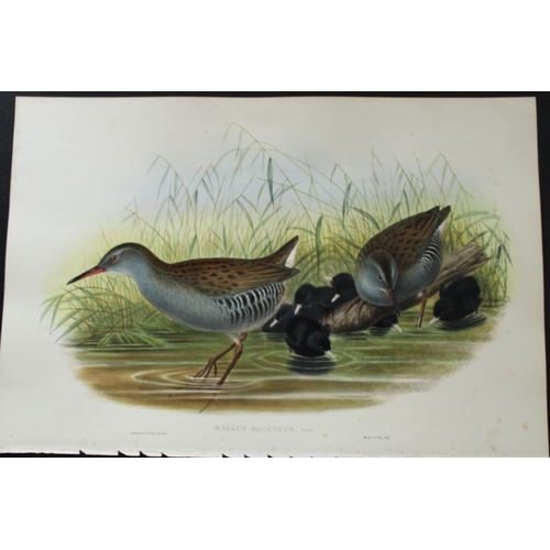 9043 - John Gould - Original lithograph of Water-Rail 1862-73. 

This original lithograph of the Water-Rail... 