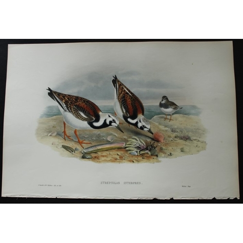 9044 - John Gould - Original lithograph of Turnstone 1862-73. 

This original lithograph of the Turnstone (... 