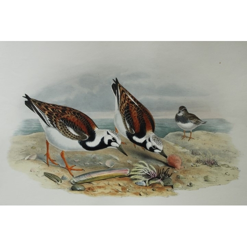 9044 - John Gould - Original lithograph of Turnstone 1862-73. 

This original lithograph of the Turnstone (... 