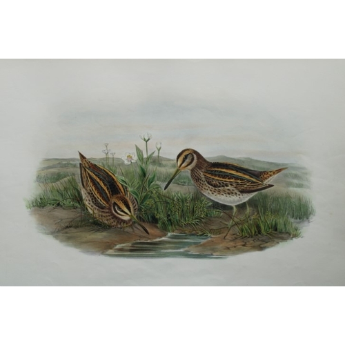 9045 - John Gould - Original lithograph of Jack Snipe 1862-73. 

This original lithograph of the Jack Snipe... 