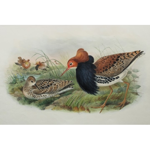 9046 - John Gould - Original lithograph of Ruff (Breeding plumage) 1862-73. 

This original lithograph of t... 