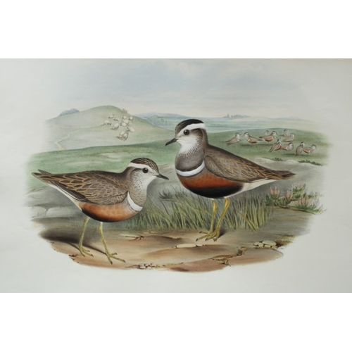 9048 - John Gould - Original lithograph of Dotterel 1862-73. 

This original lithograph of the Dotterel (Eu... 