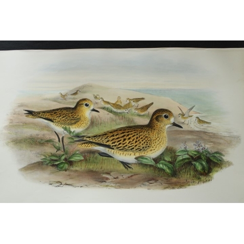 9050 - John Gould - Original lithograph of Golden Plover (Winter plumage) 1862-73. 

This original lithogra... 