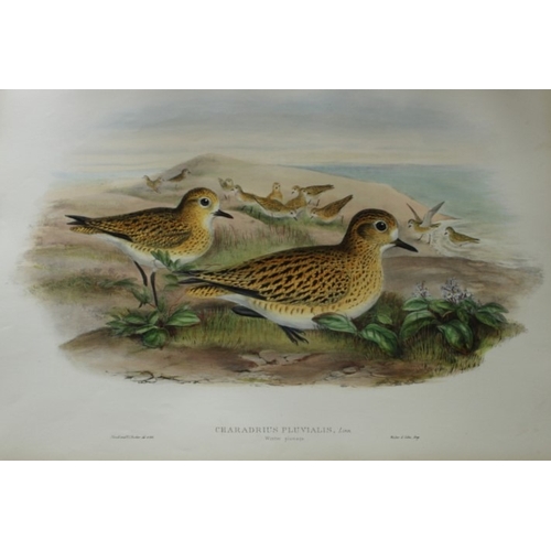 9050 - John Gould - Original lithograph of Golden Plover (Winter plumage) 1862-73. 

This original lithogra... 