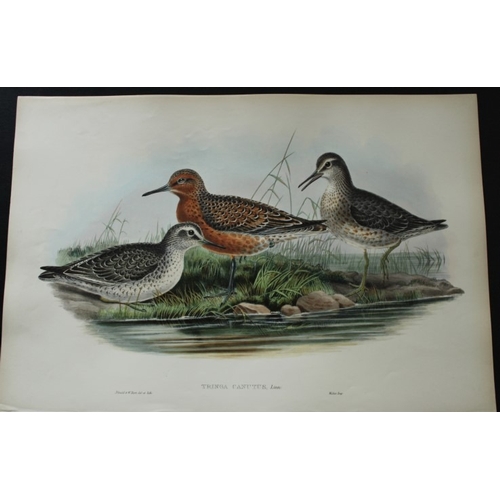 9054 - John Gould - Original lithograph of Knot 1862-73. 

This original lithograph of the Knot (Tringa can... 