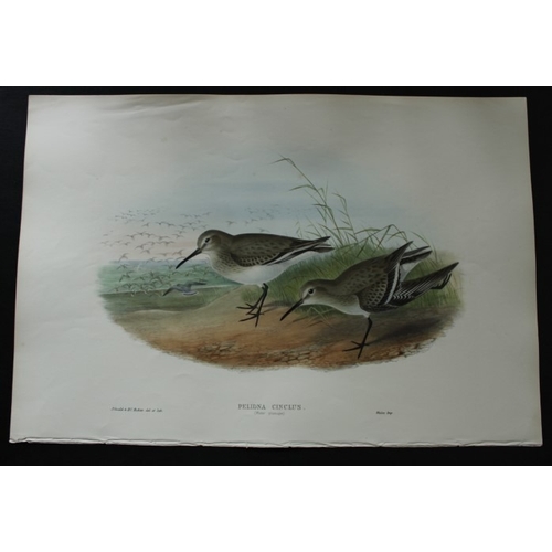 9056 - John Gould - Original lithograph of Dunlin (Winter plumage) 1862-73. 

This original lithograph of t... 