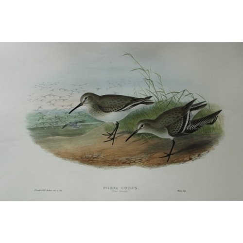 9056 - John Gould - Original lithograph of Dunlin (Winter plumage) 1862-73. 

This original lithograph of t... 