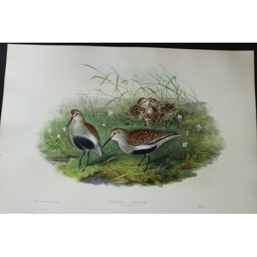 9057 - John Gould - Original lithograph of Dunlin (Summer plumage) 1862-73. 

This original lithograph of t... 