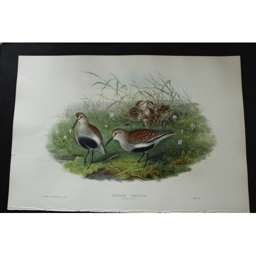 9057 - John Gould - Original lithograph of Dunlin (Summer plumage) 1862-73. 

This original lithograph of t... 