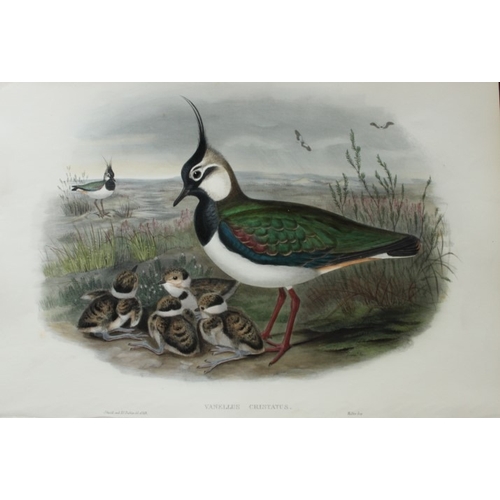 9058 - John Gould - Original lithograph of Lapwing or Peewit 1862-73. 

This original lithograph of the Lap... 